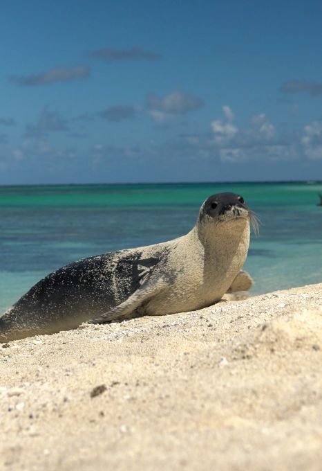 Saving Hawaiian monk seals through collaboration - Oceanographic - Oceanographic Run Film, Hawaiian Monk Seal, Sound Science, Monk Seal, Marine Debris, Seal Pup, Ra Ideas, Seal Beach, Marine Ecosystem