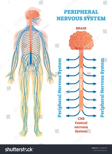 Peripheral nervous system, medical vector illustration diagram with brain, spinal cord and nerves. Educational scheme poster. #Ad , #Affiliate, #vector#illustration#diagram#medical Nervous System Diagram, Nervous System Anatomy, Nervus Vagus, Medical Vector, Human Nervous System, Brain System, Peripheral Nervous System, Sjogrens Syndrome, Cerebrospinal Fluid