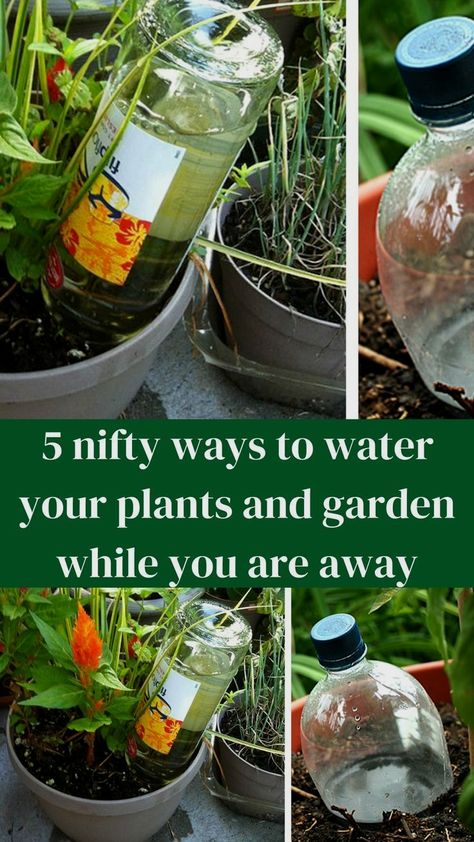 #gardeninghacks #gardenhacks #gardentips #gardenideas Watering Plants Diy, Self Watering Bottle, Diy Self Watering Planter, Easy Gardening Hacks, Wine Bottle Garden, Plant Watering System, Self Watering Containers, Garden Watering System, Self Watering Plants