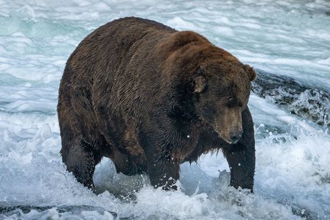 Bear Fishing, American Black Bear, Katmai National Park, Weather Channel, Park Ranger, The Weather Channel, Black Bear, Brown Bear, Scandal