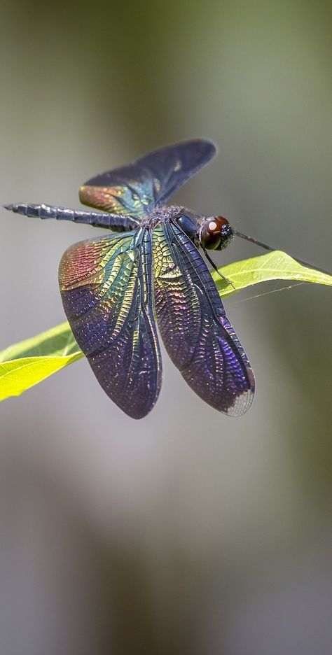 Dragonfly Quotes, Dragonfly Images, Iridescent Wings, Dragonfly Photos, Dragonfly Painting, Cool Insects, Dragonfly Insect, Insect Wings, Insect Photography