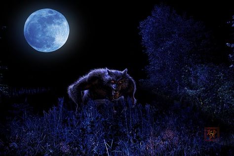 Many people have reported the Beast of Bray Road all the way back to 1936 to present day. The rural road is outside of Elkhorn Wisconsin. The wolf like creature many people claim to have seen also in Racine, Walworth and Jefferson counties. By: Kevin P. (KJP Photography) Beast Of Bray Road, Magical Wolf, Werewolf Aesthetic, Unexplained Phenomena, Dark Fairy, Werewolf Art, Vampires And Werewolves, Paranormal Activity, Creatures Of The Night