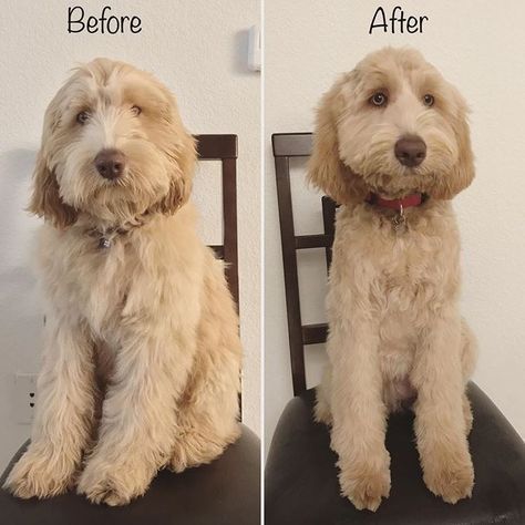 The Ultimate Labradoodle Haircut Guide - Labradoodles & Dogs Labradoodle Haircuts, Labradoodle Hair, Labradoodle Haircut Style, Labradoodle Cuts, Labradoodle Haircut, Labradoodle Grooming, Goldendoodle Haircuts, Haircut Guide, Dog Haircut