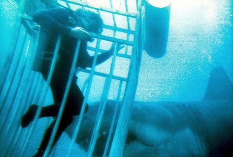 Quint and Brody using Hooper as bait for Bruce the Mechanical Shark🦈.in JAWS. Lol😂🦈 Jaws Bruce, Mechanical Shark, Jaws 1975, Shark Cage, Shark Photos, Jaws Movie, Theme Parks Rides, Best Horror Movies, Best Horrors