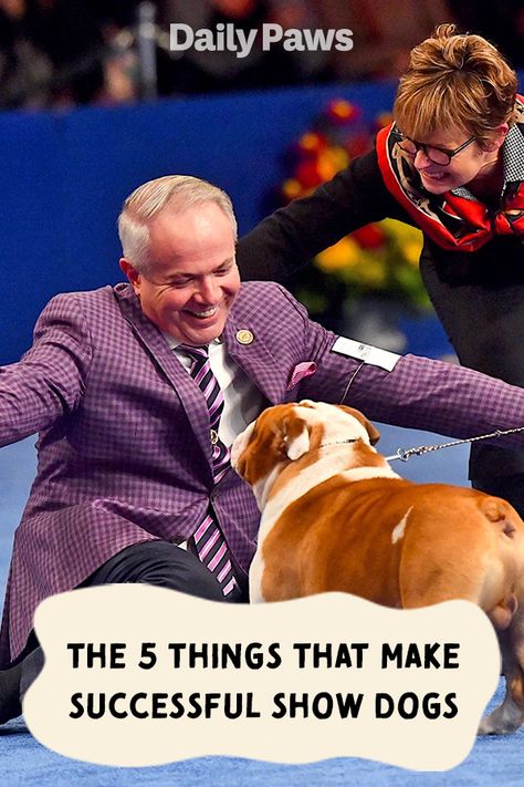 Does your dog have what it takes to compete in a dog show? See if they have these 5 things to make them successful performers! #pettraining #pettrainingtips #trainyourpet #dogtraining #cattraining Dog Shows, Titles Ideas, Show Dogs, Bulldog Mom, Dog Ideas, Indoor Dog, Concession Stand, Different Dogs, Things To Make