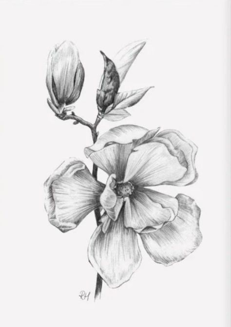 Realistic Rose Drawing, Sketches Vintage, Realistic Flower Drawing, Garden Illustrations, Floral Sketches, Flower Anatomy, Realistic Flower Tattoo, Botanical Sketchbook, Pencil Drawings Of Flowers