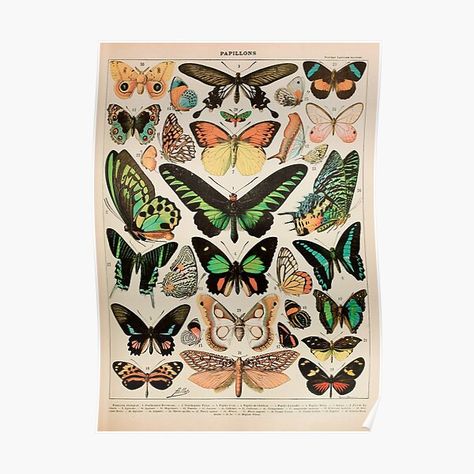 Butterfly Chart, Adolphe Millot, Butterfly Poster, Desk Dresser, Add Art, Botanical Poster, Butterfly Wall Art, Fun Sized, Maple Hardwood