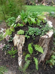 Tree Stump Ideas Outdoor, Autumn Wellness, Stump Planter, Tree Stump Decor, Wellness Garden, Tree Stump Planter, Tree Stumps, Creeping Jenny, House Remodeling