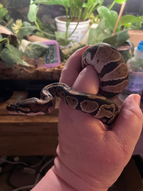 Classic Ball Python, where all today’s morphs originated from. Aka the Royal Python, a name that fits them quite well. Classic Ball Python, Hall Python, Python Royal, Royal Python, Danger Noodle, Volleyball Photography, Python Regius, Ball Pythons, Ball Python