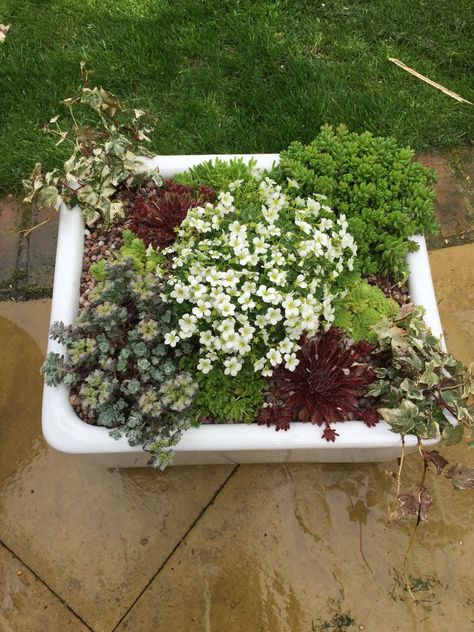 Sink In Garden, Sink Garden Ideas, Belfast Sink Garden Pond, Belfast Sink Planter, Belfast Sink Garden Planter, Alpine Garden Ideas, Belfast Sink Garden, Garden Renovation Ideas, Suculent Plants