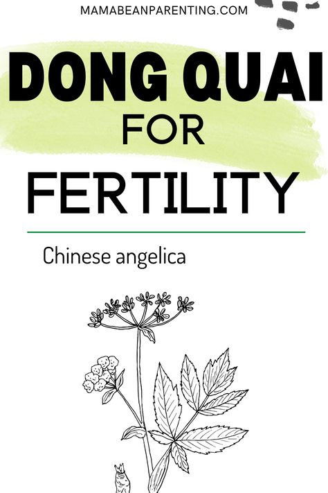 Dong Quai for fertility is quite popular in the last few years. Many people struggle with infertility and they’re looking for natural fertility herbs to help themselves. Even though there are medical treatments, procedures, and useful medications, many people like to try natural things. Dong Quai Benefits For Women, Dong Quai Benefits, Fertility Herbs, Herbs For Fertility, Dong Quai, Natural Things, Fertility Health, Improve Fertility, Natural Fertility