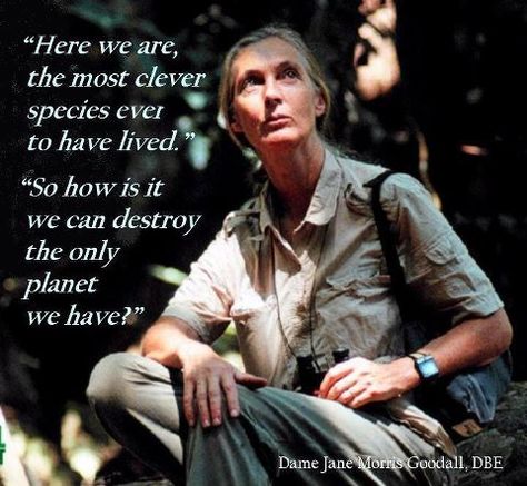 Jane Goodall [british primatologist, ethologist, and anthropologist/UN messenger of peace] <3 Jane Goodall Quotes, Motivational Funny, Lisa Smith, Jane Goodall, 15th Quotes, Wild Heart, Save Earth, What’s Going On, Inspirational People