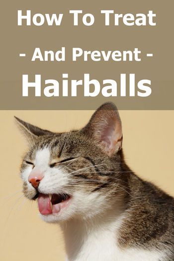 Cats Health, Cat Health Problems, Pet Diy, Cat Tips, Cat Ages, Tabby Cats, Older Cats, Cat Hacks, Healthy Cat