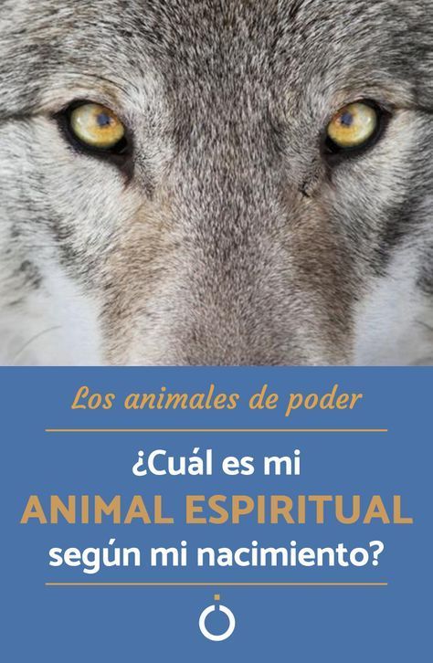 Si quieres saber qué animal eres según tu horóscopo, no te pierdas este artículo de unCOMO para conocer cuál es mi animal espiritual según mi fecha de nacimiento. #animal #espiritual #horoscopo #totem #esoterismo Virgo Animal, Animal Totems, Spirit Animal, Abc, Angel, Education, Animals