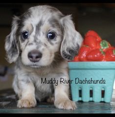 Blue Dachshund Puppy, Dapple Dachshund Miniature, Silver Dapple Dachshund, Chiweenie Puppies, Puppies Christmas, Miniature Dachshund Puppies For Sale, Forever Puppy, Wirehaired Dachshund, Dachshund Miniature