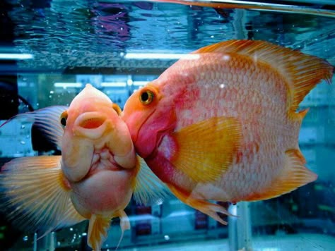 Fishy kiss Fish Kissing, Fish Board, Wonder Pets, Pretty Fish, Gay Fish, Us Core, Cool Fish, Two Fish, Cute Fish