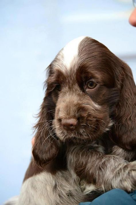 Sweet Chocolate Roan Cocker Spaniel #englishcockerspaniel Sprocker Spaniel Puppies, Golden Cocker Spaniel Puppies, Chocolate Cocker Spaniel, Perro Cocker Spaniel, Sprocker Spaniel, Spaniel Puppies For Sale, Spaniel Breeds, Cocker Spaniel Puppies, Cocker Spaniel Dog