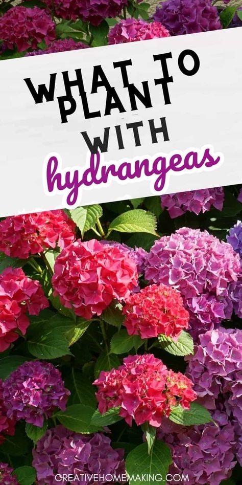 Looking for some fresh ideas for what to plant with hydrangeas? Look no further than this collection of beautiful and easy-to-grow companion plants. Whether you're a seasoned gardener or just starting out, these gorgeous blooms and foliage options will help you create a picture-perfect garden that will be the envy of all your neighbors. Plant With Hydrangeas, What To Plant With Hydrangeas, Plant Pairings, Flower Garden Layouts, Hydrangea Landscaping, Home Garden Ideas, Shade Loving Perennials, Hydrangea Bush, Garden Display