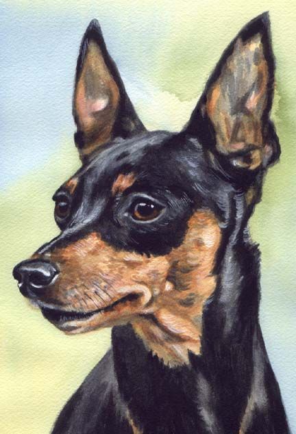 Miniature Pinscher Art, Min Pin Dogs, Graphic Design Is My Passion, Pincher Dog, Tatoo Dog, English Toy Terrier, Miniature Pinscher Dog, German Pinscher, Mini Pinscher