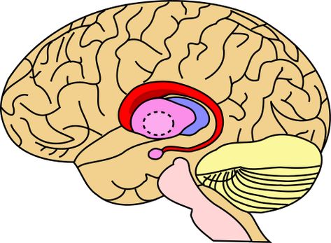 Caudate nucleus - Wikipedia Caudate Nucleus, Parapsychology, Wikimedia Commons, Personal Growth, Anatomy, Brain