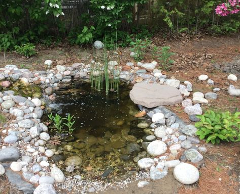 Wildlife Watering Hole, Wildlife Pond Ideas, Wildlife Ponds For Small Gardens, Small Garden Wildlife Pond, Small Wildlife Pond, Tiny Pond, Ancona Ducks, Wildlife Ponds, Sebastopol Geese