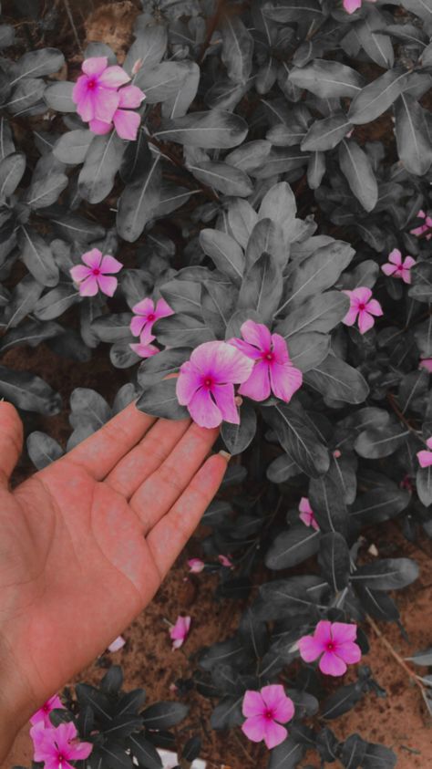 Aesthetic Instagram Profile Pic Vintage, Hands Holding Flowers, Fb Profile Photo, Hd Flower Wallpaper, Diy Phone Case Design, Snapchat Picture, Holding Flowers, Instagram Ideas Photography, Beautiful Flowers Wallpapers