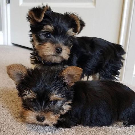 Yorkshire Puppies, Yorkie Puppies For Sale, Teacup Yorkie Puppy, Yorkie Puppy For Sale, Puppies For Adoption, Cute Small Dogs, Puppy Mom, Dog Mommy, Cute Dogs Images