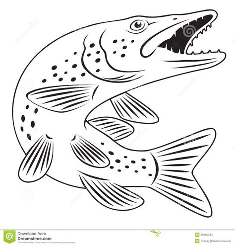 Pike Fish Stock Images - Image: 26885044 Pike Fish, Wood Burning Stencils, Fish Coloring Page, Easy Drawing Steps, Pike Fishing, Fish Stock, Bird Coloring Pages, Wood Burning Patterns, Fish Drawings