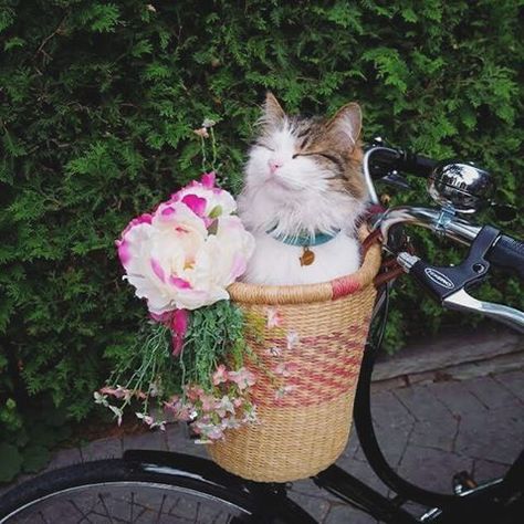 😸 Zzz Pretty Bicycle, Bicycle Decor, Cats Musical, Most Beautiful Animals, Cat Box, Like A Cat, Bike Art, Calico Cat, Cat Stuff