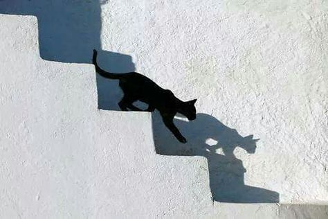 Cat shadow Cat Shadow, White Stairs, Relief Printmaking, Shadow Photography, Stray Cat, Art Historian, Greek Island, Monochrome Photography, The Shadow