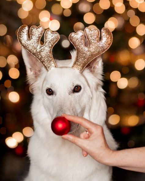 German Shepherd Christmas Wallpaper, All White German Shepherd, German Shepherd Christmas Pictures, Christmas Dog Photography, White Gsd, Great Pyrenees Christmas, Swiss Shepherd, White Swiss Shepherd, White Shepherd