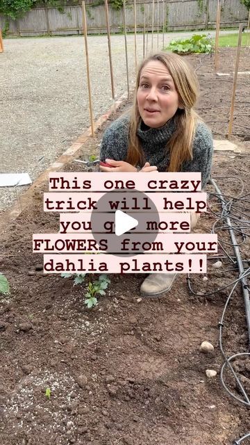 Kelly Welk on Instagram: "I know it sounds ridiculous, pinching! 🤣 the first time an old timer, told me to do this with our Dahlias I thought he was crazy. Cut the top of the plant off? How in the world could that help it? There is actual science behind this! When certain plants are pinched, it sends them into a survival mode and it causes them to come back stronger and produce more flowers. These two shoots they send up will put on double the amount of blooms. 🥳

Now disclaimer, this method doesn’t work for all flowers just some like dahlias, zinnias, snapdragons, sweet peas, larkspur, salvia…and herbs too like Basil and Mint

If you have planted Dahlia tubers this year, go see how big the plant is. If it has three leaf sets, then it’s time to pinch it! Get a clean pair of snips and cut Garden With Dahlias, Dahlia Planting Ideas, Planting Dahlia Tubers, Dahlia Patch, Dahlia Plant, Dalia Flower, Dahlia Flower Garden, Planting Dahlias, Dahlia Garden