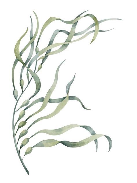 Watercolor illustration of underwater green Seaweed. Drawing of undersea Algae. Colorful drawing of sea laminaria for clipart. Sketch of marine flora for cosmetic or food production label Seaweed Illustration Botanical Prints, Sea Plants Illustration, Seaweed Line Drawing, How To Draw Seaweed, Kelp Tattoo Seaweed, Sea Plants Drawing, Sea Life Art Drawing, Seaweed Tattoo Design, Seaweed Sketch