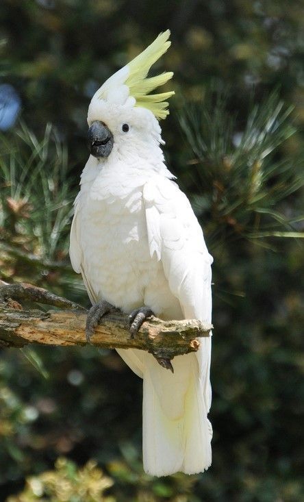 https://www.instagram.com/birds_lover_saif/ Sulphur Crested Cockatoo, Backyard Birds Sanctuary, Australian Parrots, Regard Animal, Australian Birds, Parrot Bird, Airbrush Art, Australian Animals, Pretty Birds