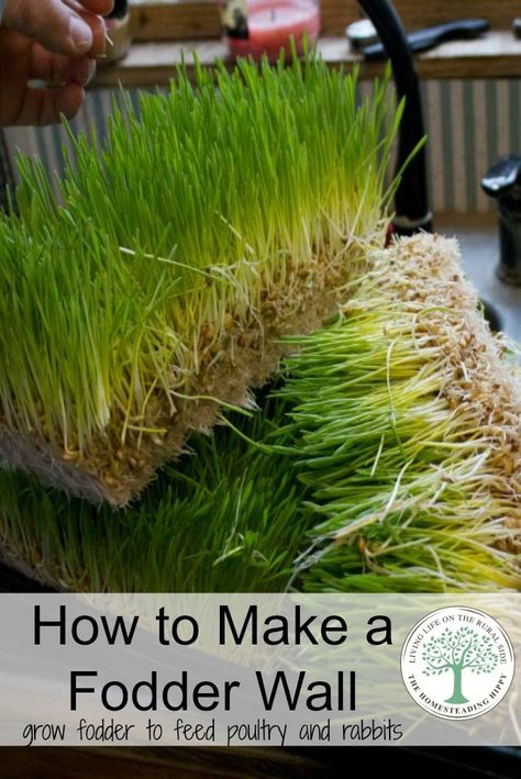 Growing fodder is a cheap way to feed your poultry and rabbits year round. You can expand it to a full wall with this easy DIY tutorial! The Homesteading Hippy Growing Fodder, Feed Chickens, Fodder System, Raising Rabbits, Hydroponic Farming, Poultry Feed, Backyard Poultry, Keeping Chickens, Mini Farm