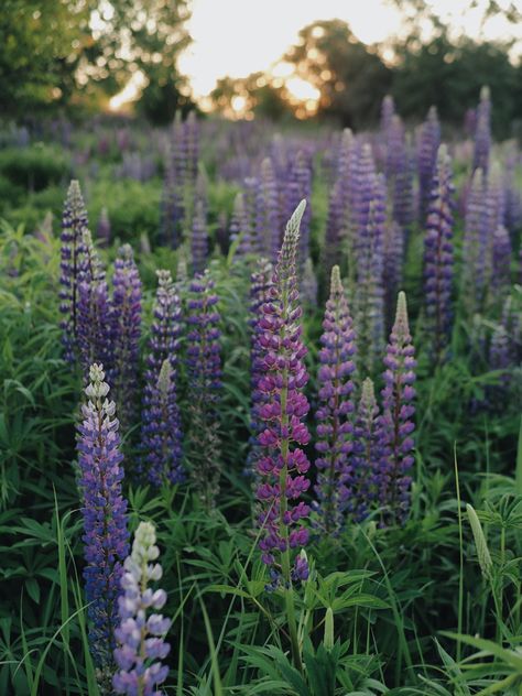 Lupine Flowers Aesthetic, Lupine Aesthetic, Lupins Flowers, Lupine Field, Solarium Ideas, Bergman Brothers, Chloe Liese, Squirrel House, English Aesthetic