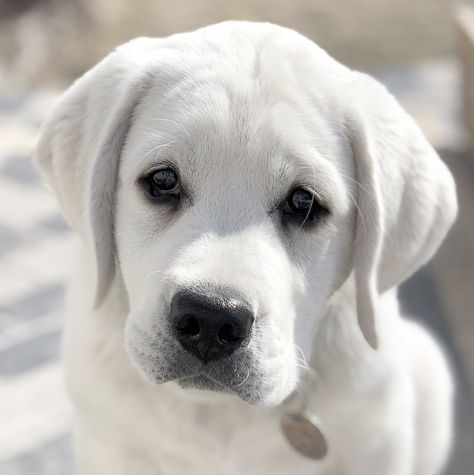 Our sweet boy Maximus, an English White Labrador - adorable and so so smart. White Labrador Puppy, Miniature Labrador, English Lab Puppies, White Lab Puppies, Labrador Puppies For Sale, English Labrador, Funny Horse Videos, White Labrador, Labrador Puppies