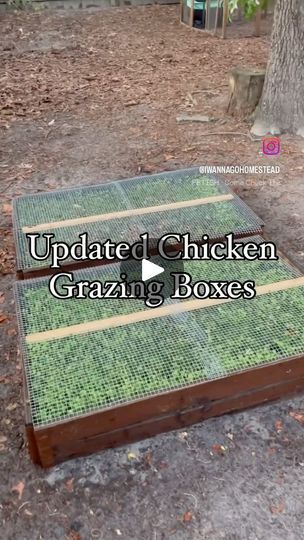 187K views · 1.5K reactions | UPDATE on the Chicken’s GRAZING BOXES!! My video of us building our chicken’s grazing boxes has over 600k views on Facebook, and 43k on TikTok! We have gotten a lot of questions and suggestions, so here is the update! -Yes! It worked! It was working with how we had it, but we updated it to your suggestions to make it better and last longer!-We added a support beam so the wire wouldn’t cave. -We replaced the fence with hardwear cloth so their beaks cant fit through to pick up the grass seed/sprout.-If we were to do anything different next time it would be making the top a lid, and not using MiracleGro as our soil. (I’m getting tons of hate about this and truly had no idea it was synthetic or filled with harmful chemicals). I also would plant more wheat grass (b Chicken Grazing Boxes, Chicken Free Range, Chicken Feeder Diy, Grazing Boxes, Backyard Farm, Support Beam, Chicken Feeder, Chicken Diy, Chicken Runs