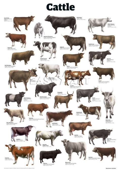 Miniature Cattle, Framing Canvas Art, Breeds Of Cows, Framing Canvas, Cattle Farm, Winter Horse, Small Farms, Show Cattle, Dairy Cattle