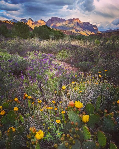 View of Zion National Park Utah from Rockville Utah in field of spring flowers. Zion National Park Aesthetic, National Park Aesthetic, Park Aesthetic, Zion National Park Utah, Desert Flowers, Zion National Park, Painting Inspiration, Spring Flowers, Utah