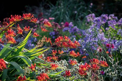 Flower Arranging Videos, Crocosmia Lucifer, Sarah Raven, Wild Bees, Jasmine Plant, Sweet William, Warm Colours, Annual Flowers, Dusk To Dawn