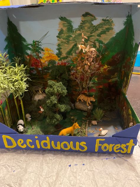 Asian Deciduous Temperate Forest that has a bamboo forest with panda, elevated rock structure with a wolf on top, a tiger on a rock, an otter next to a pond/body of water, a fox, a bear  in between trees, the background is painted with different kind of trees and Asian mountains Deciduous Forest Biome, Ecosystems Diorama, Diaroma Ideas, Shoe Box Diorama, Temperate Deciduous Forest, Temperate Forest, Rainforest Crafts, Panda Habitat, Biomes Project