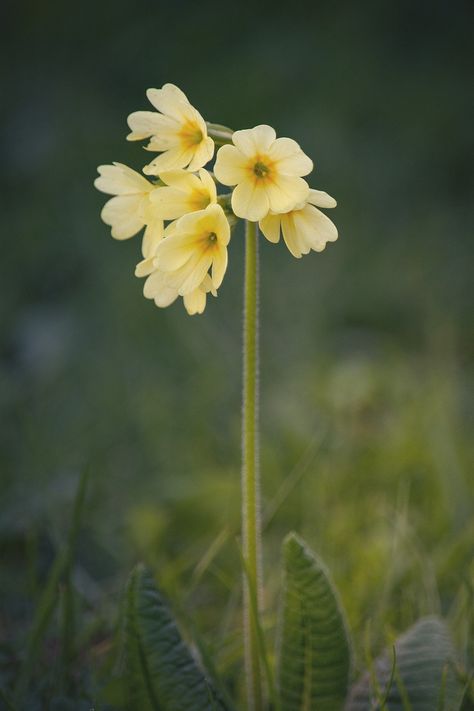 English Spring Flowers, Wild Flower Photography, Cowslip Tattoo, Cowslips Flower, English Wildflowers, Pictures Of Spring, Primula Veris, Lilies Of The Field, Pollinator Plants