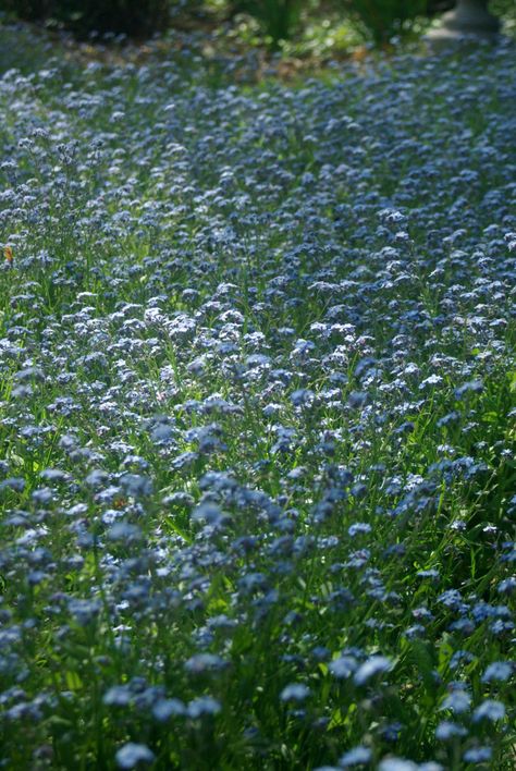 Forget Me Not Flower Field, Forget Me Not Flowers Field, Field Of Forget Me Nots, Forget Me Not Field, Forget Me Not Aesthetic, Forget Me Not Wallpaper, Blue Flower Field, Not Aesthetic, Forget Me Not Flowers