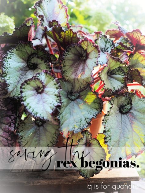 saving the rex begonias. Rex Begonias, Rex Begonia, Fake Pumpkins, Farmers Almanac, Potato Vines, Overwintering, Country Cottage Style, French Country Cottage, October 10