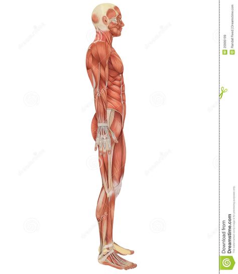 Male Muscular Anatomy Side View Royalty Free Stock Images - Image: 20996199 Muscle Side View, Anatomy Side View, Muscular Anatomy, Man Anatomy, Muscle Anatomy, Detailed Illustration, Muscle Body, Body Reference Poses, Anatomy Reference