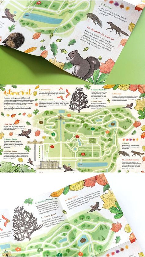 illustrative map with delicate illustrations of autumnal animals and plants featured on an annotated map of the Chatsworth grounds Leaflet Map, Leaflet Layout, Monkey Puzzle Tree, Nature Projects, Infographic Map, Paper Boy, Chatsworth House, Tree Faces, Trail Map