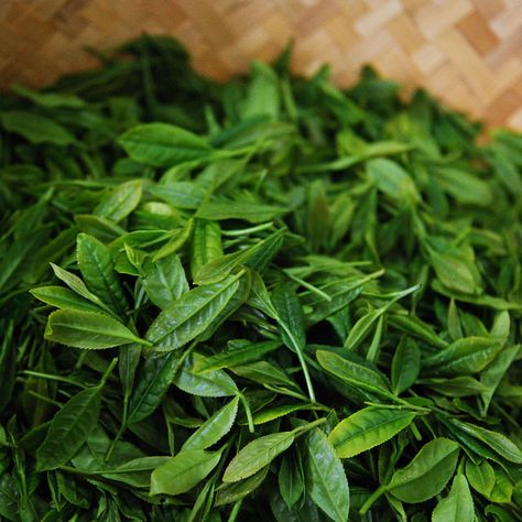 Fresh tea leaves Used Tea Leaves, Tea Leaves Reading, Read Tea Leaves, Green Tea Leaves Aesthetic, Tea Farm, Tea Leaves, Green Tea, Matcha, Herbs