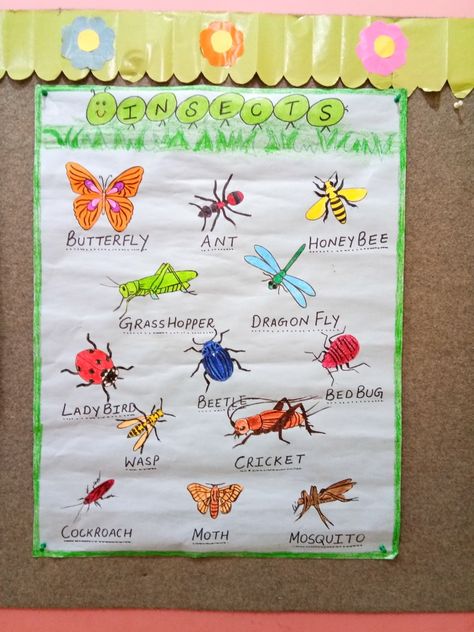 Insect's chart Insects Anchor Chart Preschool, Insect Anchor Chart Preschool, Insect Anchor Chart, Butterfly Life Cycle Foldable, Insects Chart, Insects Project, Insect Preschool, Insect Project, Insect Study