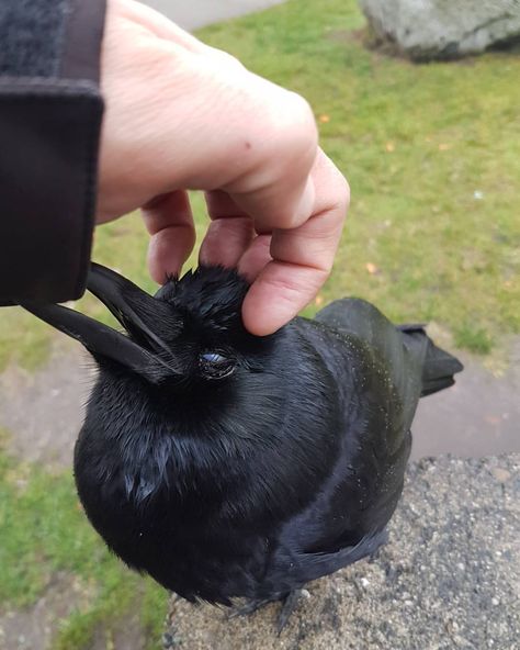 Canuck and I (Official) :-) (@canuck_and_i) on Instagram: “Canuck really enjoying a head scratch. :-)” Raven Art, Jackdaw, Crows Ravens, All Birds, Chiaroscuro, Ravens, 귀여운 동물, Animals Friends, Black Bird